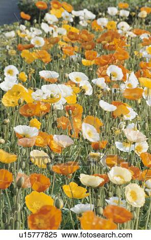 Stock Photography - Poppy. Fotosearch