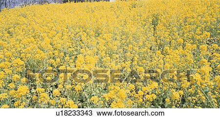Stock Image - Rape-Blossoms Field. Fotosearch