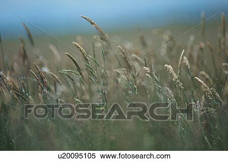 Stock Photography - Rice Field. Fotosearch