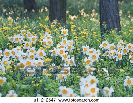 Stock Photo - The Flower Garden Of A Narcissus. Fotosearch