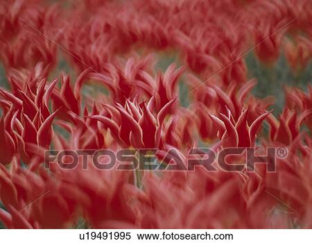 The Flower Garden Of A Tulip View Large Photo Image Stock Photography - The Flower Garden Of A Tulip. Fotosearch