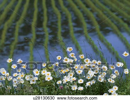 Stock Image - The Flower Garden Of An Ox Eye. Fotosearch