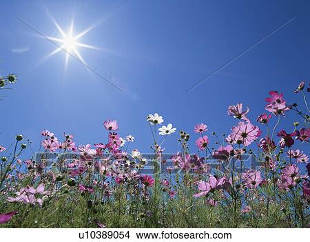 Picture - The Flower Garden Of Cosmos. Fotosearch