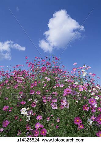 Picture - The Flower Garden Of Cosmos. Fotosearch