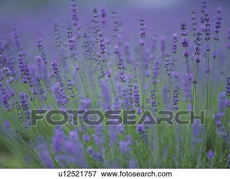 The Flower Garden Of Lavender View Large Photo Image Stock Photo - The Flower Garden Of Lavender. Fotosearch