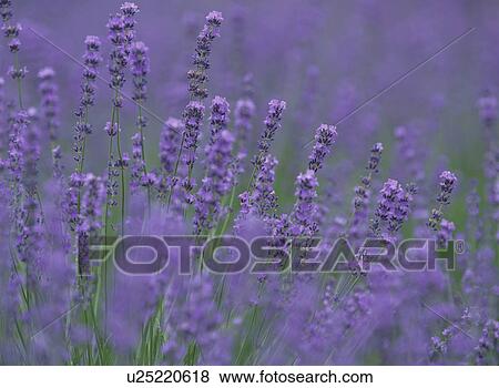 The Flower Garden Of Lavender View Large Photo Image Stock Photo - The Flower Garden Of Lavender. Fotosearch