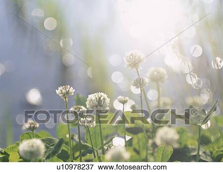 Stock Photo - The White Clover On The Waterside. Fotosearch