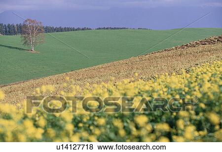 Stock Photo - Tree In Fields. Fotosearch