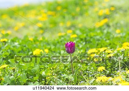 Tulip View Large Photo Image Picture - Tulip. Fotosearch