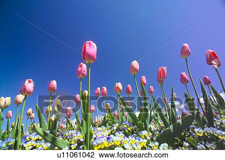 Stock Image - Tulip. Fotosearch