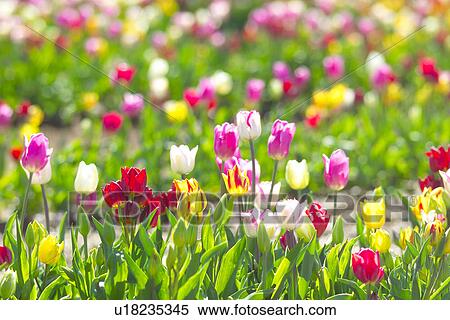 Tulip View Large Photo Image Stock Photography - Tulip. Fotosearch