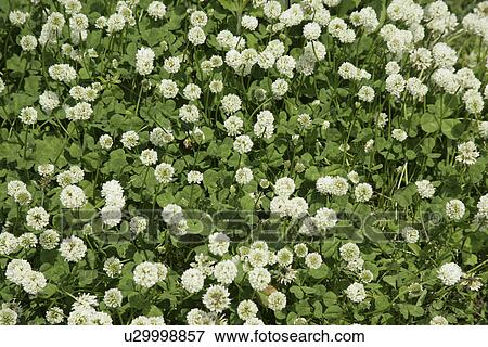 White Clover View Large Photo Image Stock Photo - White Clover. Fotosearch