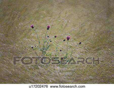 Stock Photograph - Wild Flower. Fotosearch