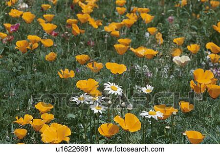 Stock Image - Wildflower. Fotosearch