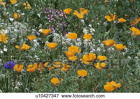 Stock Photo - Wildflower. Fotosearch