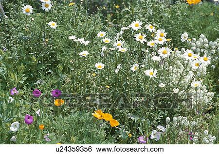 Stock Photograph - Wildflower. Fotosearch