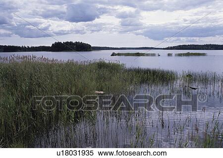 Stock Photography - A Forest And A Lake. Fotosearch