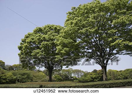 A Fresh Green Tree View Large Photo Image Stock Image - A Fresh Green Tree. Fotosearch