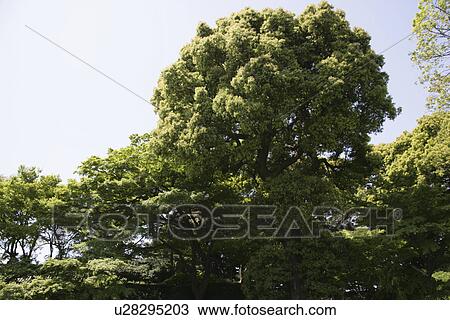 Stock Image - A Fresh Green Tree. Fotosearch