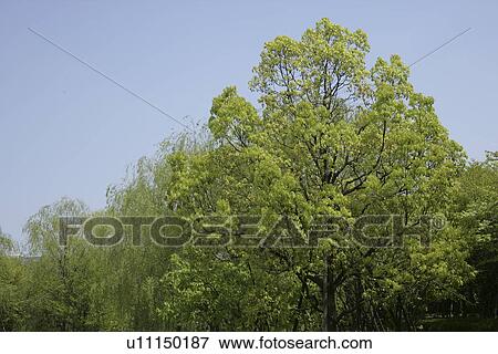 Stock Photo - A Fresh Green Tree. Fotosearch
