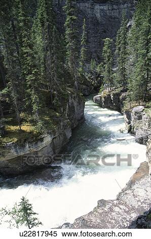 A River And A Needle-Leaf Forest View Large Photo Image Stock Photography - A River And A Needle-Leaf Forest. Fotosearch