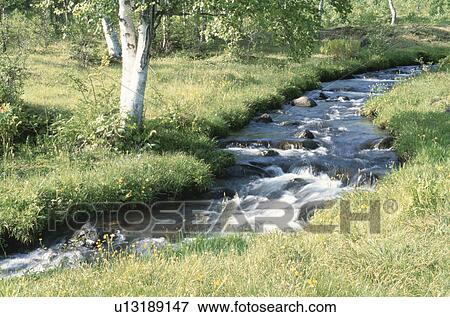 A White Birch And A Mountain Stream View Large Photo Image Stock Photo - A White Birch And A Mountain Stream. Fotosearch