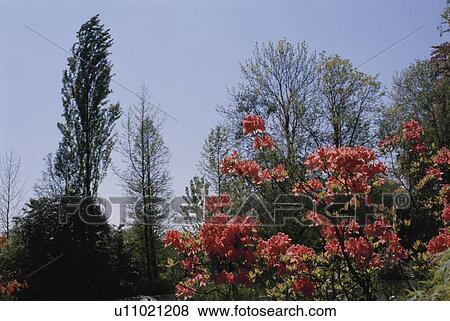 Stock Photo - Azalea. Fotosearch