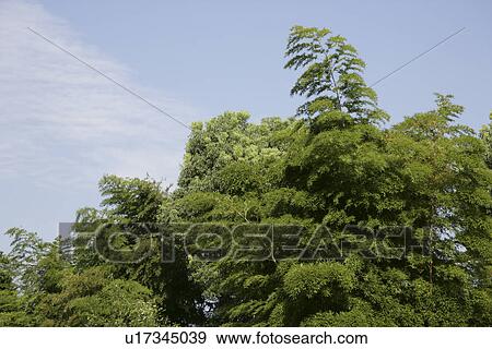 Bamboo Forest View Large Photo Image Stock Photo - Bamboo Forest. Fotosearch
