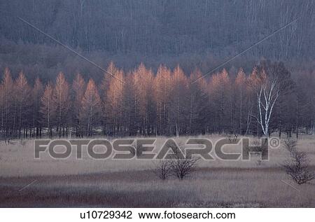 Stock Image - Bare Trees Near Grassland. Fotosearch