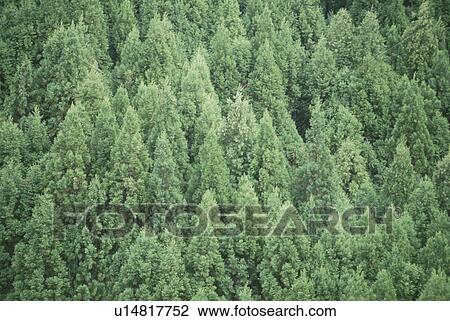Stock Image - Cedar Forest. Fotosearch