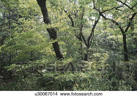 Picture - Dense Forest. Fotosearch