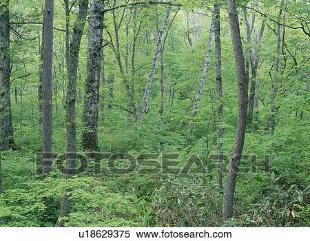 Dense Forest View Large Photo Image Stock Photography - Dense Forest. Fotosearch