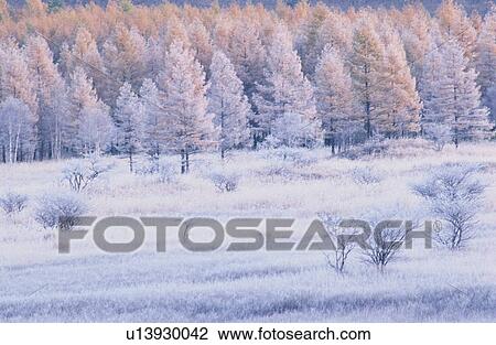 Stock Image - Forest In Snow. Fotosearch