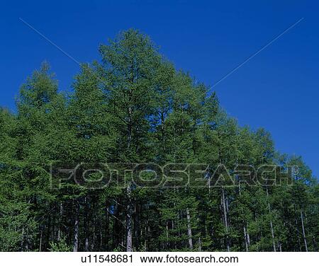 Forest View Large Photo Image Stock Image - Forest. Fotosearch