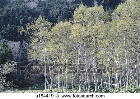 Forest View Large Photo Image Stock Image - Forest. Fotosearch