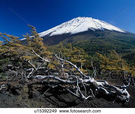 Mount Fuji And Branch View Large Photo Image Stock Photo - Mount Fuji And Branch. Fotosearch