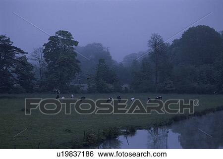 Scenery With A Cow View Large Photo Image Stock Photograph - Scenery With A Cow. Fotosearch