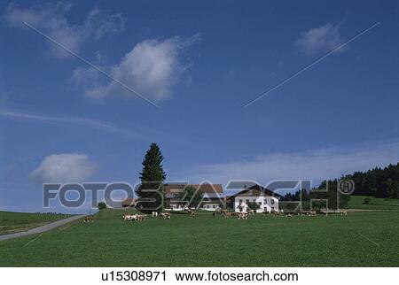 The Cow And House Of A Pasture In Germany View Large Photo Image Stock Image - The Cow And House Of A Pasture In Germany. Fotosearch