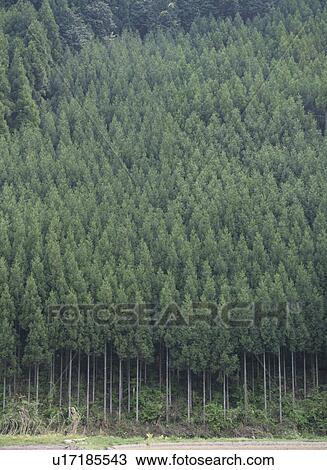 Stock Image - The Wood Of Japanese Cedar. Fotosearch