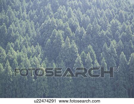 The Wood Of Japanese Cedar View Large Photo Image Stock Image - The Wood Of Japanese Cedar. Fotosearch