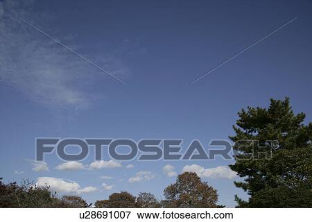 Stock Photo - Trees And A Blue Sky. Fotosearch