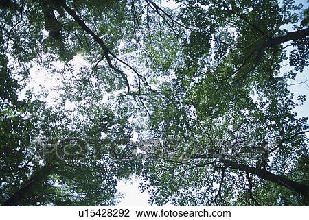 Stock Image - Treetops. Fotosearch