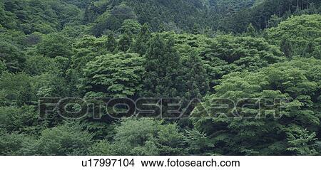 Picture - Wood. Fotosearch