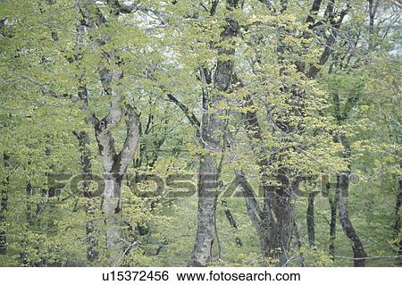Woodland View Large Photo Image Stock Photograph - Woodland. Fotosearch