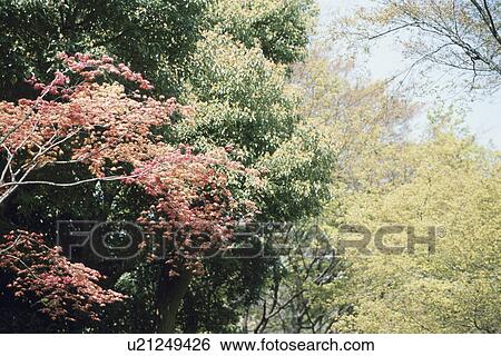 Woodland View Large Photo Image Stock Photograph - Woodland. Fotosearch