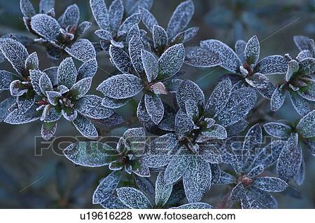 An Azalea And Frost View Large Photo Image Stock Photo - An Azalea And Frost. Fotosearch