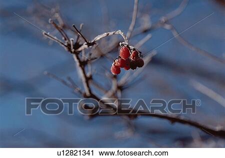 Branch With Frozen Berries View Large Photo Image Stock Image - Branch With Frozen Berries. Fotosearch