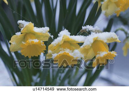 Stock Photo - Daffodils In Snow. Fotosearch