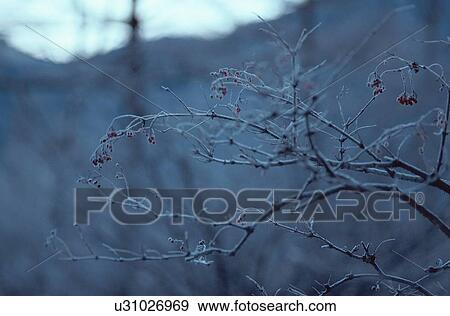 Stock Photo - Frost On Bare Branches. Fotosearch