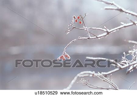 Stock Photo - Frost On Branches And Berries. Fotosearch